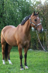 Predam výborného 8 ročného valacha QH s pp - 5