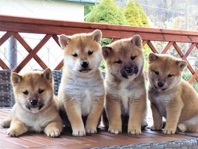 Shiba inu s PP - 5