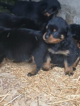 Rotvajler, rottweiler, rtw - 5