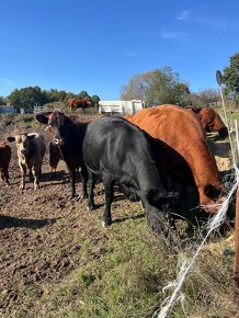 Aberdeen Angus - 5