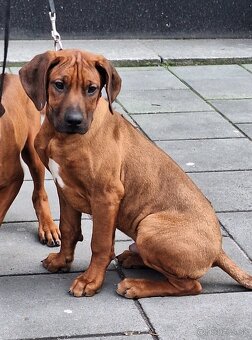 Rhodesian Ridgeback - 5