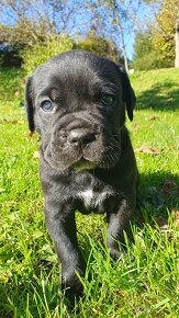 Cane Corso s PP - 5