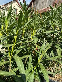 Predám lacno oleandre - Nerium Oleander rojo, rosa, amarillo - 5