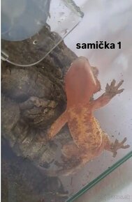 predám samičky pagekona riasnatého - 5