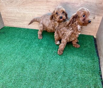 Cavapoo, cavalier,pudel - 5