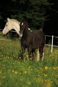 Black Appaloosa colt - 5