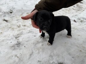 Predám šteniatka jack russel teriér x Stafford terier - 5