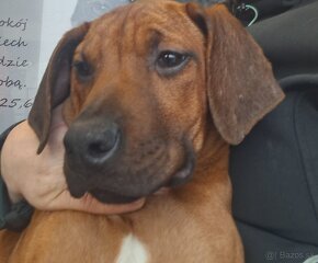 rodézsky ridgeback - 5