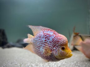 Flowerhorn SB - 5