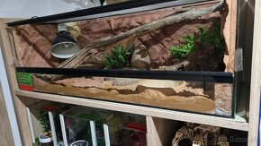 Terarium do regala - 5