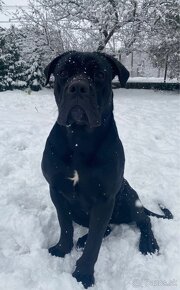 Cane corso - 5