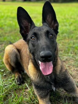 Belgický ovčiak- Malinois s PP - 5