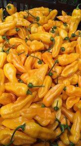 Predavame HABANERO chilli papričky čerstvé - 5