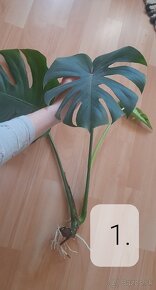 Monstera deliciosa - 5