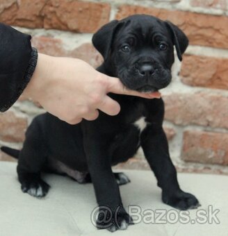 Cane corso PP šteniatka - 5