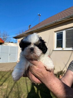 Shih-tzu - 5