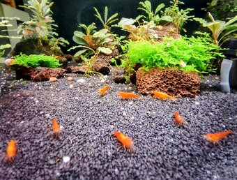 Predám krevetky Neocaridina Orange Sunkit grade SS - 5