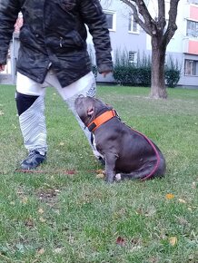 American bully - 5