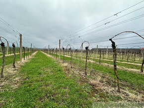 Krásny vinohrad na veľkom pozemku vo vinohradníckej oblast - 5