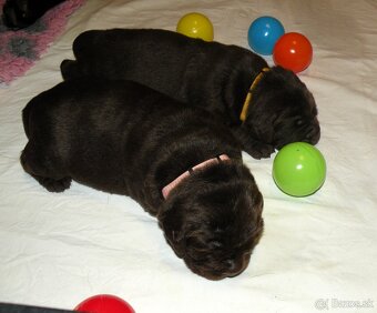 Labrador retriever -  čokoládové šteniatka s PP - 5