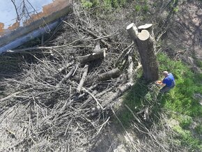 Pílenie stromov záhradníckej služby - 5