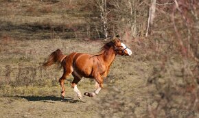 Welsh pony B import z Velké Británie - 5