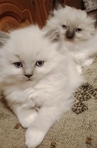 Ragdoll kocurik-blue mitted k odberu - 5