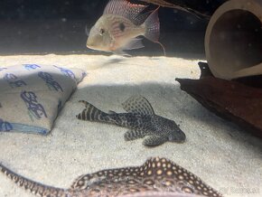 Pleco Hypostomus Plecostomoides - 5