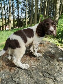 Springer spaniel fenka - 5