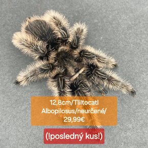 Sklípkani, Tarantule, Pavúky, Vtáčkare - 5