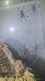 POECILOTHERIA SUBFUSCA LOWLAND - 5