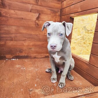 Americký pitbulterier pitbul pitbull silver lilac rare Top - 5