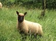 Cistokrevny beran Clun Forest baran ovca ovce - 5