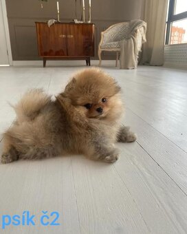 Pomeranian Boo - 5