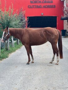 Predám kobylku quarter horse QH - 5