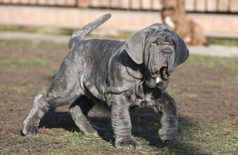 Neapolský mastiff, - 5