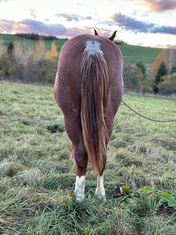 Valach  QH  pre začiatočníkov a deti - 5