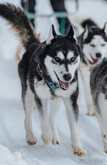 Sibírsky Husky mushing - 5