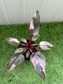 Philodendron pink Princess - 5