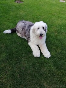 Bobtail-Old english sheepdog - 5