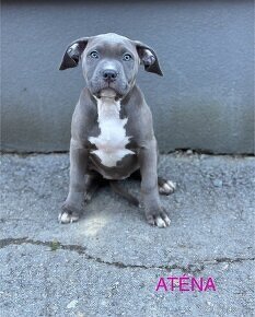 American bully s PP - 5