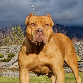 American bully xl - 5