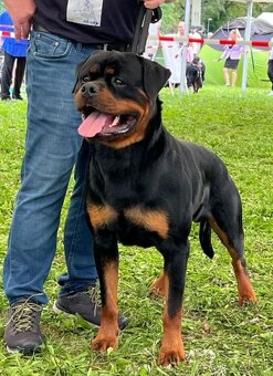 Steniatka rottweilera,rotvajlera,rtw,rotty s PP - 5