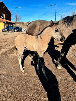 Grullo klisna American Quarter Horse v typu bull - 5