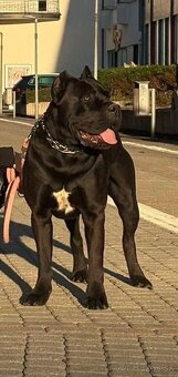 Cane Corso s PP - 5