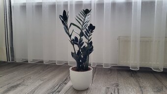 Zamioculcas Dowon (čierny) - 5