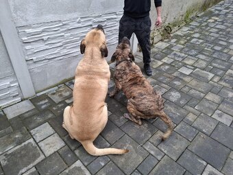 Perro de Presa Canario 
Kanárska doga - 5