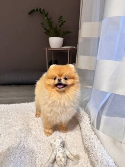 Pomeranian mini - 5