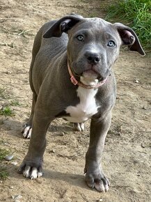 American Bully XL/XXl s PP - 5