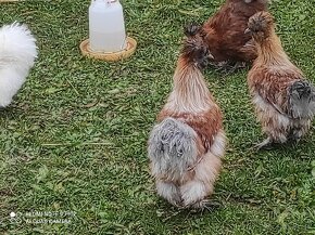 Usa hodvabnicka, araucana divokosfarbena , araucana levanduľ - 5